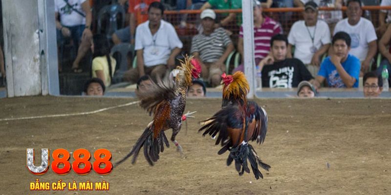 vin77 đăng nhập mậu binh khuyến mãi