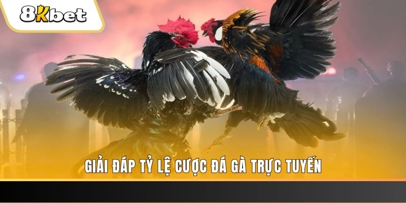 vin77 trực tiếp đá gà thomo